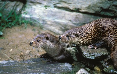 EUROPEAN OTTER lutra lutra, PAIR STANDING ON ROCKS