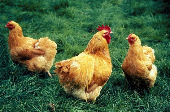 COCK AND HENS MARANS, A FRENCH BREED