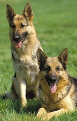 GERMAN SHEPHERD DOG, PAIR STANDING ON GRASS