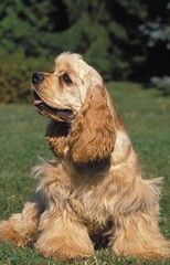 AMERICAN COCKER SPANIEL DOG, ADULT SITTING ON GRASS