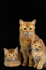 RED SOMALI DOMESTIC CAT, MOTHER WITH KITTENS