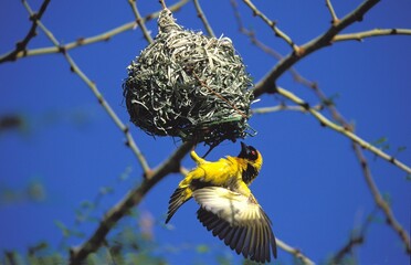 VILLAGE WEAVER ploceus cucullatus, ADULT VENTILATING NEST WITH WINGS TO REDUCE HEAT, KENYA