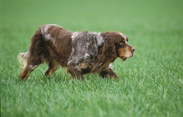 PICARDY SPANIEL DOG, ADULT POINTING