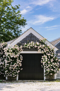 Summer Roses Growing on Garage on Nantucket Island Massachusetts