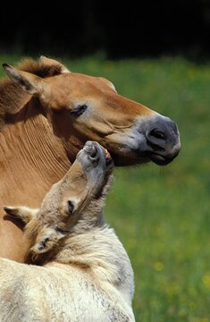 PRZEWALSKI HORSE, MARE WITH FOAL