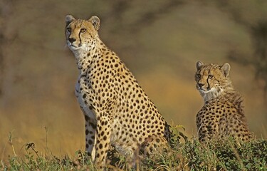 CHEETAH acinonyx jubatus, ADULTS, KENYA