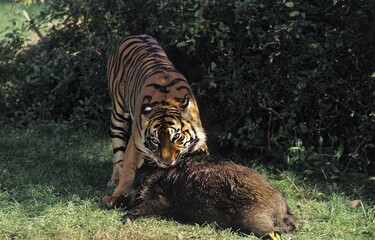 SUMATRAN TIGER panthera tigris sumatrae, ADULT WITH A WILDBOAR KILL