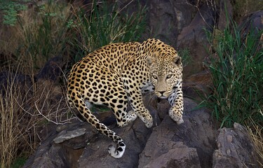 Fototapeta na wymiar LEOPARD panthera pardus, ADULT STANDING ON ROCKS, LEOPARD GORGE IN MASAI MARA PARK, KENYA