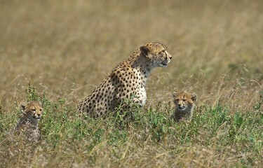 CHEETAH acinonyx jubatus, MOTHER WITH CUB STANDING IN LONG GRASS, KENYA