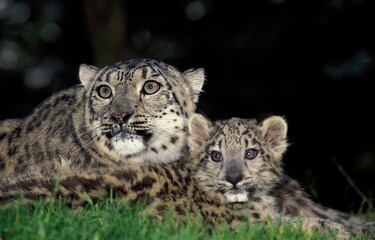 SNOW LEOPARD OR OUNCE uncia uncia, FEMALE WITH CUB