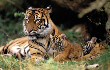 SUMATRAN TIGER panthera tigris sumatrae, FEMALE WITH CUB