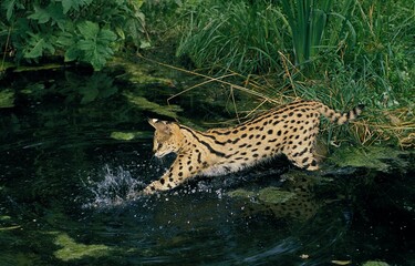 SERVAL leptailurus serval, ADULT FISHING