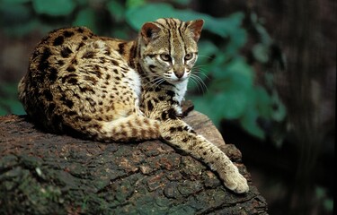 LEOPARD CAT prionailurus bengalensis, ADULT RESTING ON TREE STUMP