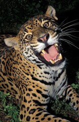 JAGUAR panthera onca, ADULT SNARLING