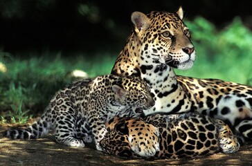 JAGUAR panthera onca, FEMALE WITH CUB