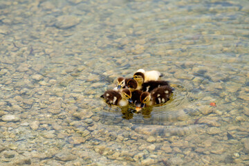 Photo of baby ducks swimming in a pond