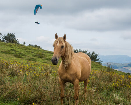 Horse and paraglider