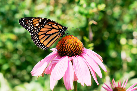 Monarch Butterfly