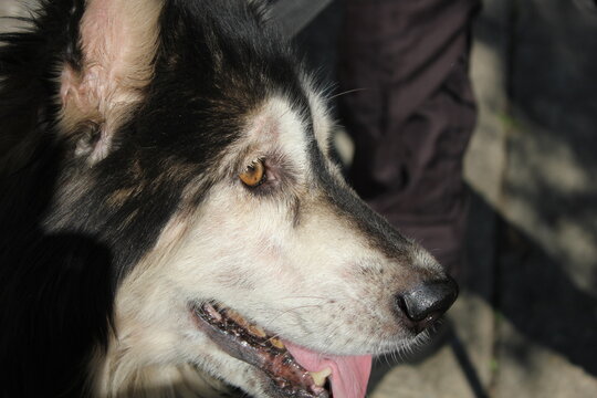 Wolf dog
