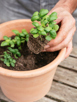 Transplanting basil