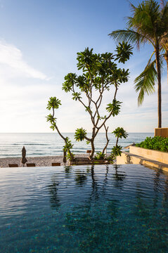 Beautiful frangipani tree by the pool