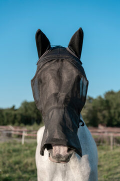 Portrait of racing horse with blinder