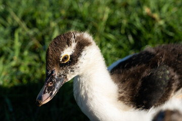 close up of a duck