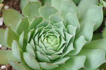 succulent