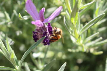 ラベンダーと蜜蜂