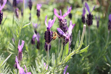 ラベンダーと蜜蜂