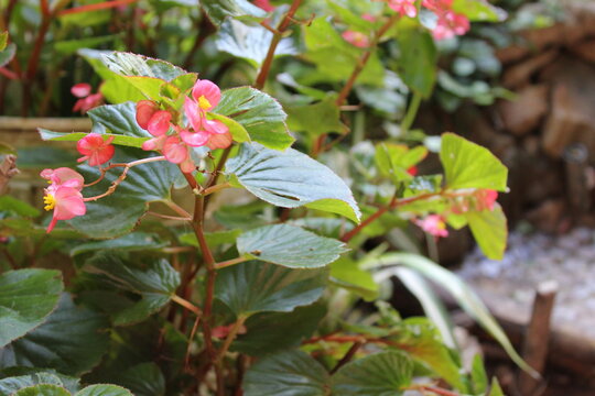 Pink flowers in the wild
