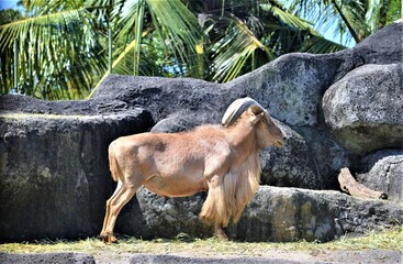 goat in the zoo