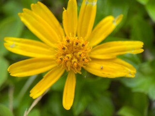 A Yellow Longleaf arnica Flower.
