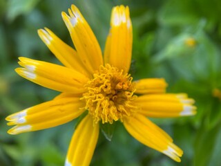 A Yellow Longleaf arnica Flower.