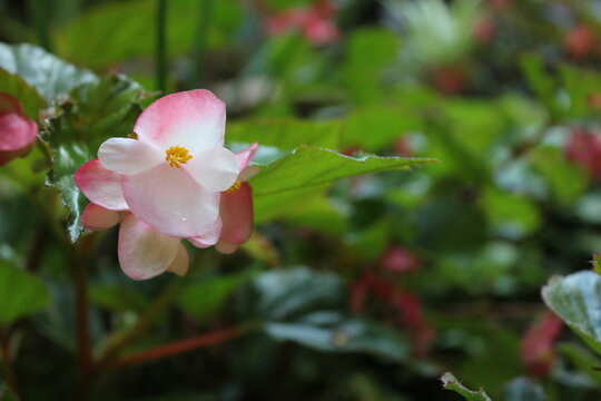 Pink flowers in the wild