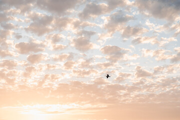 Beautiful sky and one flying bird.