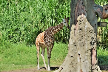 Giraffe in the zoo