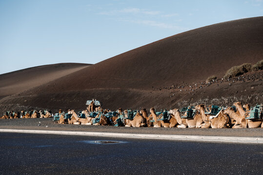 Herd of camels sitting on roadside.