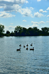 A group of seven canada gooses swim together in saint Laurent river, rapides park, Montreal, QC, Canada