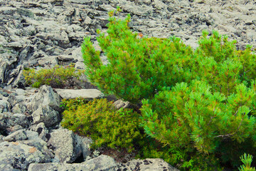 Obraz premium Cedar bushes on the background of gray stones, volcanic landscape, summer nature of Yakutia, Russia.