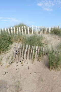 Dune