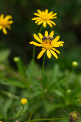 Abeja Sobre Margarita