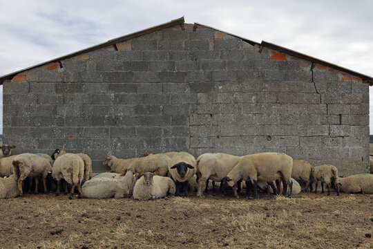 Sheep resting behind an old barn