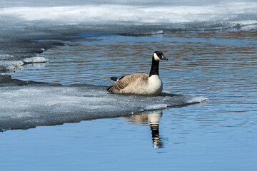 Canada goose side profile sitting on ledge of thawing lake ice nearly surrounded by open water in spring
