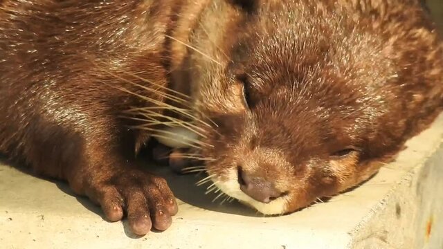 眠いよ眠いよ～、本当に愛らしいコツメカワウソ