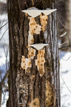 closeup of large fungal growths and damage to ash tree caused by woodpeckers hunting for emerald ash borer larvae
