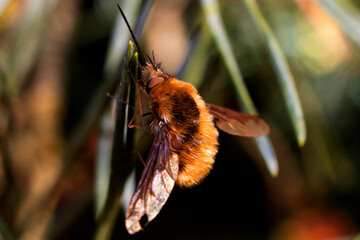 Bee Fly