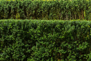 Fototapeta na wymiar Pruned flat Evergreen shrub with another shrub in background 