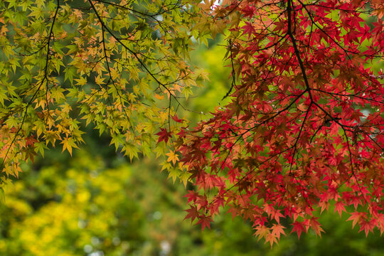 Japanese Maple tree leaves turning red and yellow against a background of green leaves