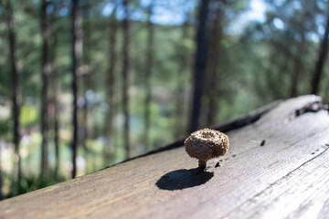 mushroom on horizontal trunk